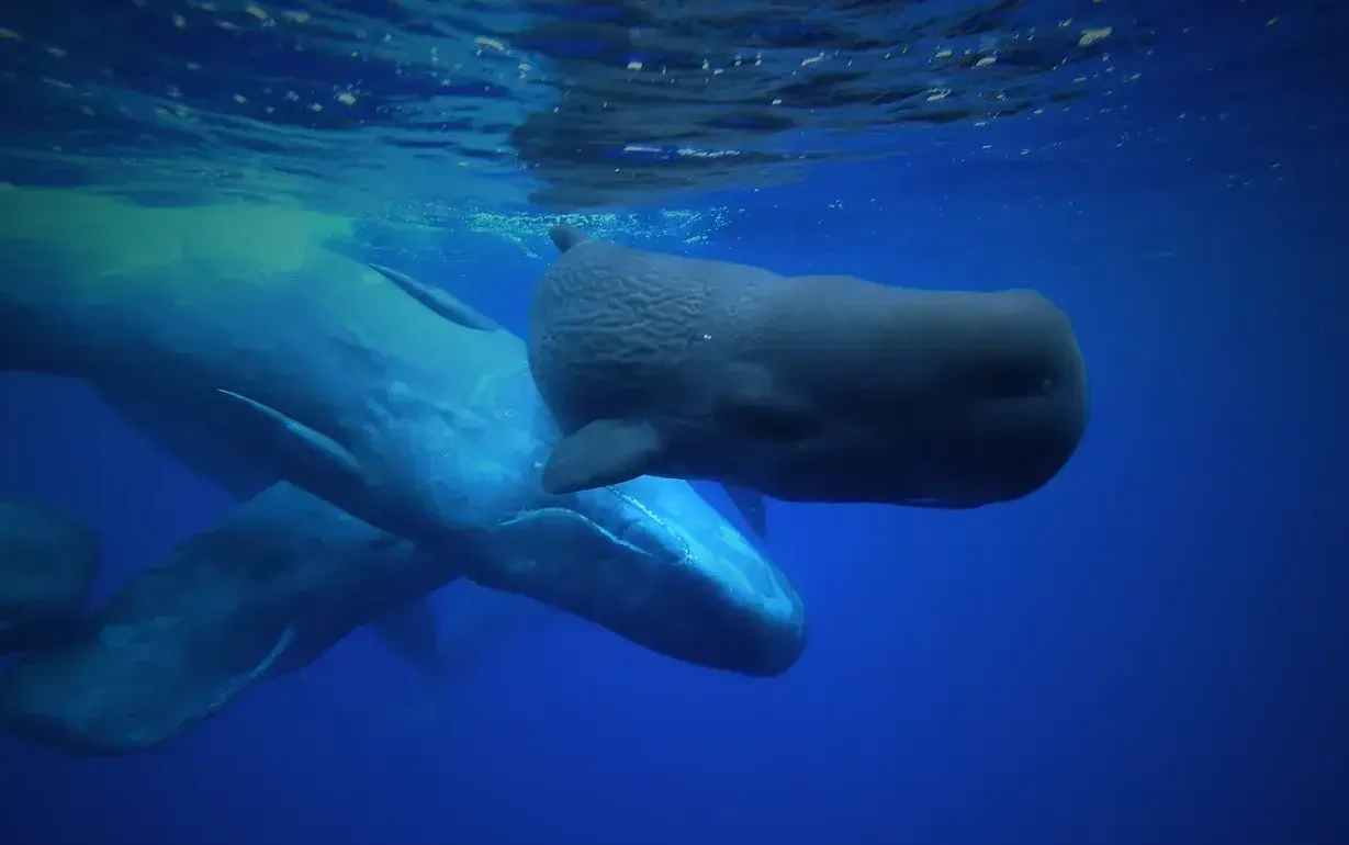 Sperm whales swimming peacefully in the ocean near São Miguel Island, Ponta Delgada – Azores rentals experience.