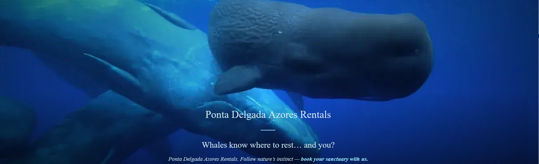 Strategic hero banner showing sperm whales resting vertically in the Azores blue ocean, representing the peace and sanctuary offered by Ponta Delgada Azores Rentals. PT: Banner principal estratégico mostrando cachalotes a descansar verticalmente no oceano azul dos Açores, representando a paz e o santuário oferecidos pela Ponta Delgada Azores Rentals